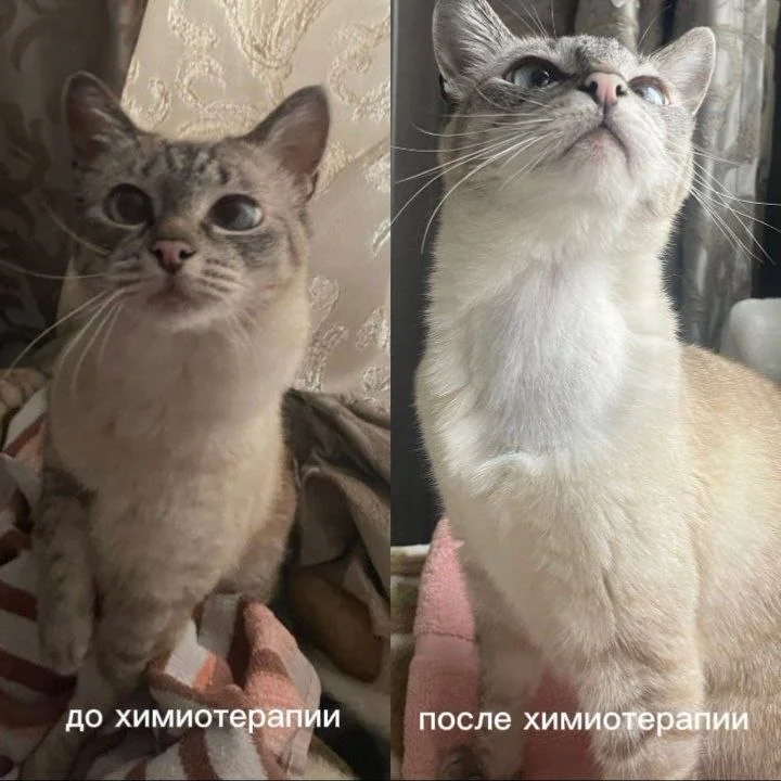 Кот до химиотерапии и после
