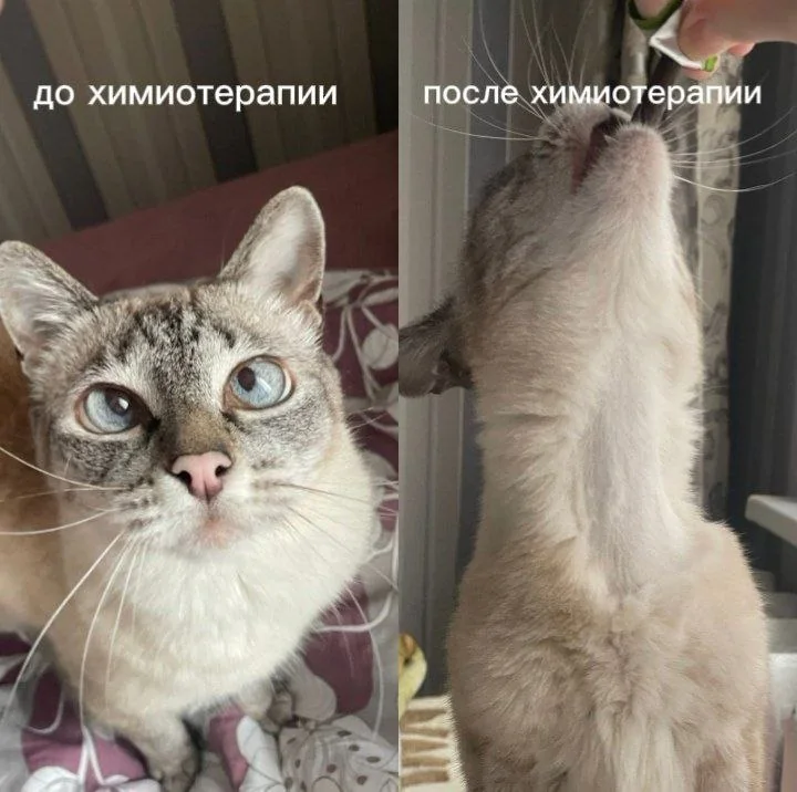Голубоглазый кот до и после химиотерапии