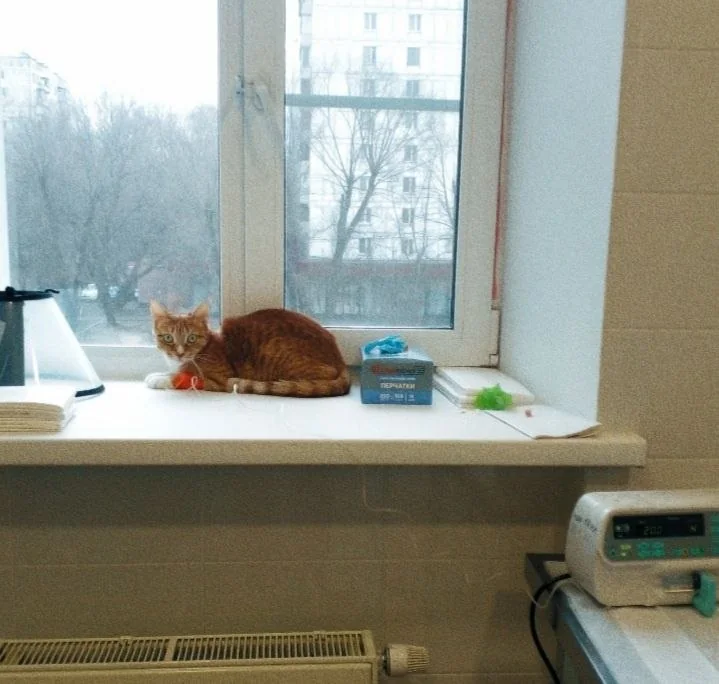 Рыжий кот спит на подоконнике в стационаре