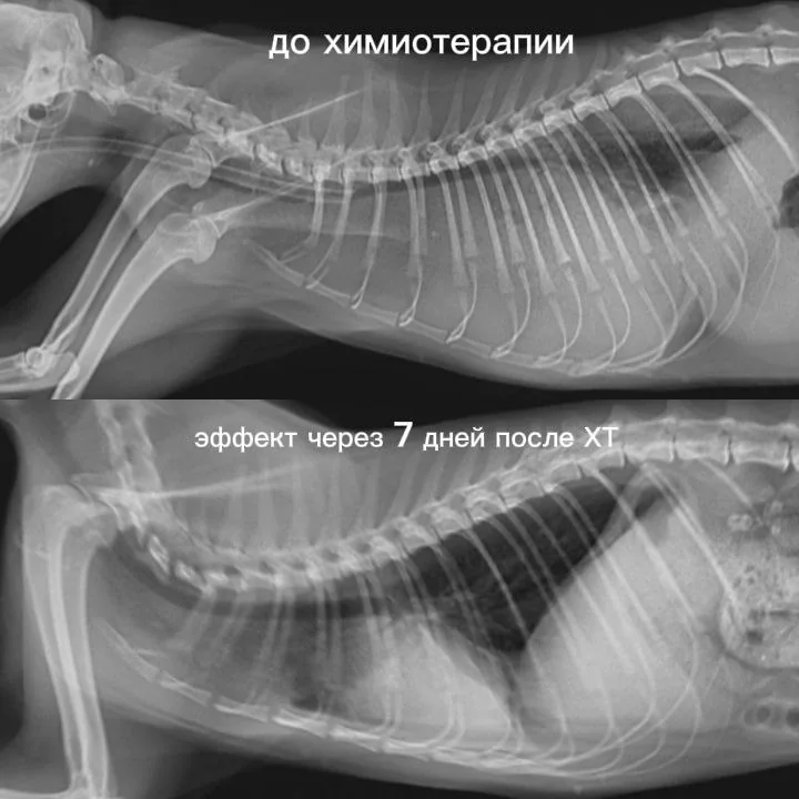 Рентген грудной клетки кошки: до химиотерапии и через 7 дней после